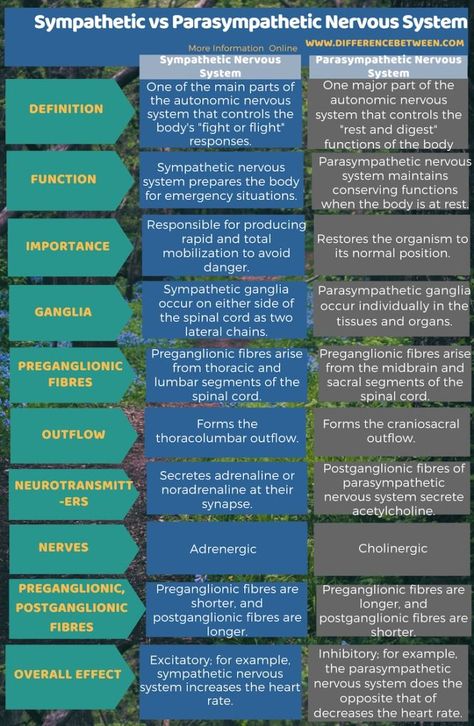 Difference Between Sympathetic and Parasympathetic Nervous System in Tabular Form Sympathetic And Parasympathetic, Nervous System Anatomy, Biology Textbook, Plant Physiology, Medical Study, Cellular Respiration, Peripheral Nervous System, Biology Facts, Brain Facts