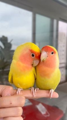 Lovebird Aesthetic, No I, Love Birds Pet, Duck Bird, Floral Wallpaper Phone, Funny Birds, Parrot Bird, Animal Projects, Bird Pictures