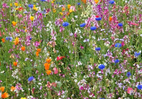 i've been stressing about what to put in my flower bed for months now... decided wildflower seed was the way to go. beautiful and low maintenance. At least outside the south & west fences Low Maintenance Landscaping Front Yard, City Landscapes, Grow Wildflowers, Wild Flower Meadow, Meadow Garden, Yellow Blossom, Wildflower Meadow, Green Gift, Better Homes And Garden