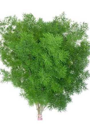 Asparagus macowanii - Ming Fern Ming Fern Plant, Maidenhair Fern Bouquet, Ming Fern, Asparagus Densiflorus, Plumosa Fern, Southern Maidenhair Fern, Wedding Foliage, Fern Gully, Northern Maidenhair Fern