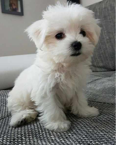 Follow @i.just.love.maltese ❤️ for more Please don't move around without giving some love & wishes! Tag a friend who need to see this adorable puppy in a comment below👇 ➖➖➖➖➖➖➖➖➖➖➖➖ Credit : @popthebulldog **Credit goes to the respective owner.** 📷 | DM for perfect Credit or remove ! #maltese #maltesedog #maltesedogs #maltesegram #malteselife #malteselove #malteselover #maltesenation #malteseofficial #maltesepuppies #maltesepuppy #malteser #malteses #maltesesofinstagram #maltesestagram #ma... Puppy Maltese, Pomeranian Puppy Teacup, Maltese Dog, Love Wishes, Cute Puppy Pictures, Adorable Puppy, Cute Dog Pictures, Maltese Puppy