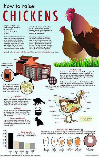 How to Raise Chickens graphic by Alexander Helbach Design, via Flickr How To Raise Chickens, Types Of Chickens, Backyard Chicken Farming, Raise Chickens, Raising Backyard Chickens, Chicken Garden, Keeping Chickens, Building A Chicken Coop, Backyard Chicken Coops