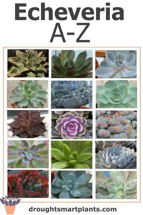 Echeveria List A-Z; see if your favorite variety is here; beautiful and interesting succulent plants... Garden Simple Ideas, Echeveria Afterglow, Echeveria Imbricata, Designing A Garden, Succulent Names, Types Of Succulents Plants, Plants Tips, Garden From Scratch, Garden Simple