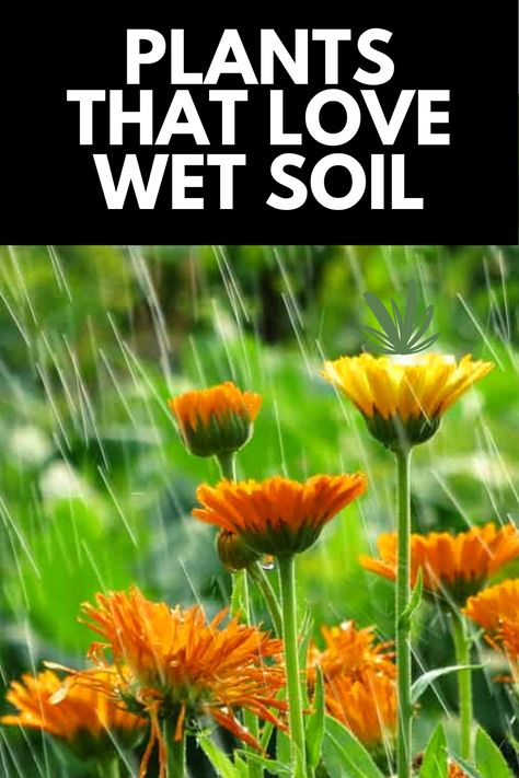 Water Tolerant Plants, Landscaping Ideas For Wet Yard, Plants For Waterlogged Soil, Marsh Plants Landscapes, Plants That Need A Lot Of Water, Bog Plants Landscaping Ideas, Front Yard Landscaping Clay Soil, Plants That Like A Lot Of Water, Plants That Like Water