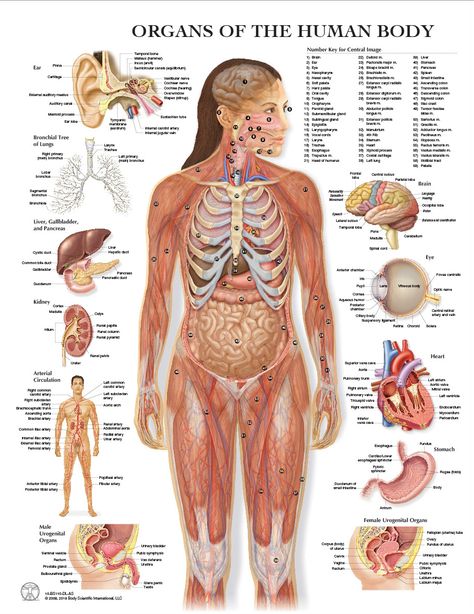 Human Organ Diagram, Human Body Organs Anatomy, Body Organs Diagram, Body Anatomy Organs, Anatomi Dan Fisiologi, Human Anatomy Picture, Human Anatomy Female, Human Body Diagram, Anatomy Organs