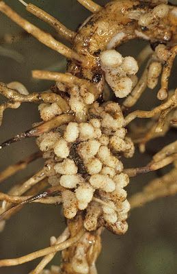 Rhizobium. These are bacterial root nodules on the root of runner bean Phaseolus coccineus. Each nodule contains a population of Rhizobium bacteria that are capable of converting atmospheric nitrogen into soluble forms of nitrogen that the plant can use for growth - which is what makes this symbiotic association between plant and bacterium so valuable for agriculture. Rhizobium Bacteria, Biology Pictures, Plant Biology, Nitrogen Fixation, Growth And Decay, The Human Eye, Ap Biology, Runner Beans, Agricultural Science