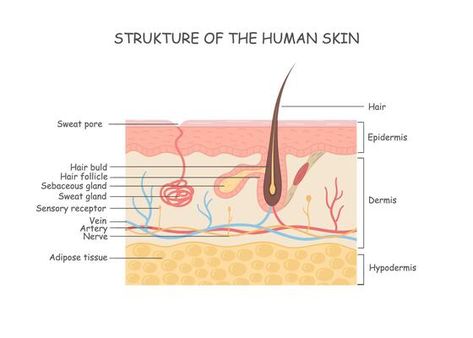 Structure Of Skin In Human Vector Art, Icons, and Graphics for Free Download Skin Diagram, Structure Of Skin, Hair Diagram, The Human Anatomy, Basement Membrane, Human Body Activities, Human Vector, Integumentary System, Sweat Gland