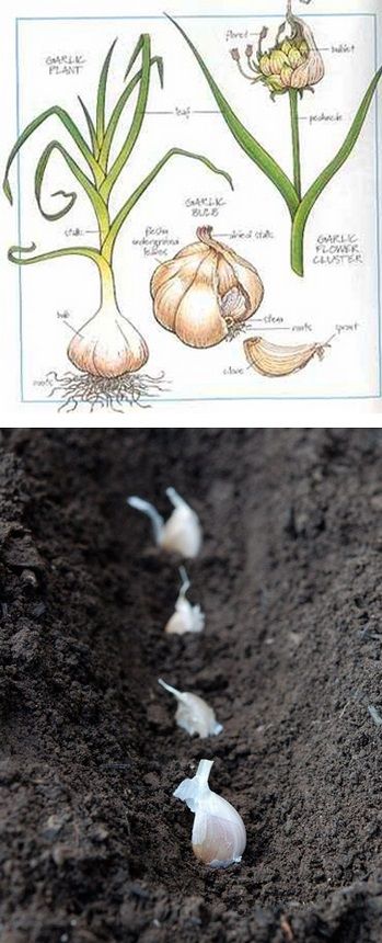 How to Plant and Harvest Garlic Plant Garlic, Kebun Herbal, Grow Garlic, Taman Diy, Growing Garlic, نباتات منزلية, Garden Veggies, Have Inspiration, Vegetable Gardening