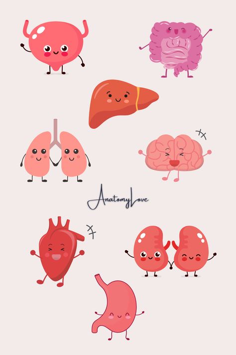 Drawings Of Organs, Anatomy Stickers Goodnotes, Gastrointestinal System Drawing, Digestive System Illustration, Organs Stickers, Sistem Pencernaan, Tourism Design, Human Digestive System, Bullet Journal Titles