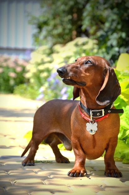 Hermoso perro salchicha rojo se encuentr... | Premium Photo #Freepik #photo #verano #fondo-verano #hd Premium Photo