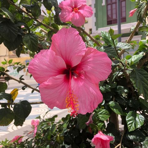 mischa b (@mischa_lovesu) posted on Instagram: “♥” • Jun 19, 2022 at 6:26pm UTC Flowers Photography Beautiful, Nothing But Flowers, Flower Therapy, Pink Vibes, Favorite Flowers, Beautiful Flowers Pictures, Tiger Lily, Exotic Flowers, Hibiscus Flowers