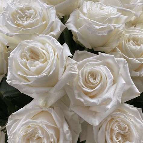 White Playa Blanca Rose, White Rose Aesthetic, White Roses Aesthetic, White Roses Bouquet, Easy Rose, Wedding Color Pallet, White Rose Bouquet, Moo Moo, Open Rose