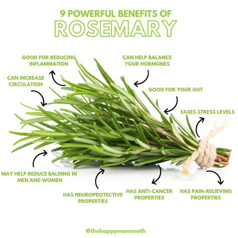 Rosemary Health Benefits, Happy Mammoth, Rosemary Benefits, Rosemary Water, Rosemary Tea, Medicinal Herbs Garden, Medical Herbs, Magia Das Ervas, Hormone Balance