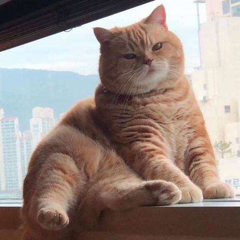 Cute Fat Cats, Orange Cats, Fluffy Animals, Cat Aesthetic, Fat Cats, Funny Cute Cats, Orange Cat, Silly Cats, Cute Creatures