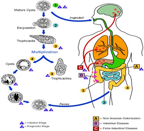 Entamoeba Histolytica, Kidney Function Test, Corpus Cristi, Gastric Juice, Biology Labs, Medical Laboratory Science, Nursing School Tips, Biology Notes, Laboratory Science