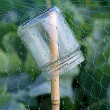 Diy Jardin, Strawberry Planters, Bird Netting, Garden Netting, Veg Garden, Home Vegetable Garden, Fruit Garden, Garden Pests, Small Jars