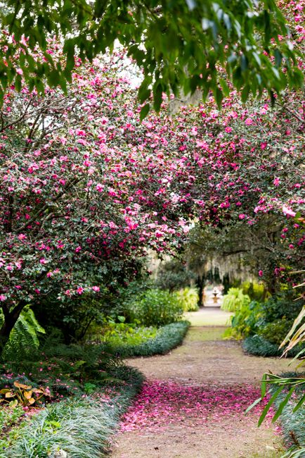 Airlie Gardens Wilmington Nc, Camellia Garden, Pink Plants, Coastal North Carolina, Good Night All, Coastal Landscaping, How To Garden, Seaside Garden, Bald Cypress