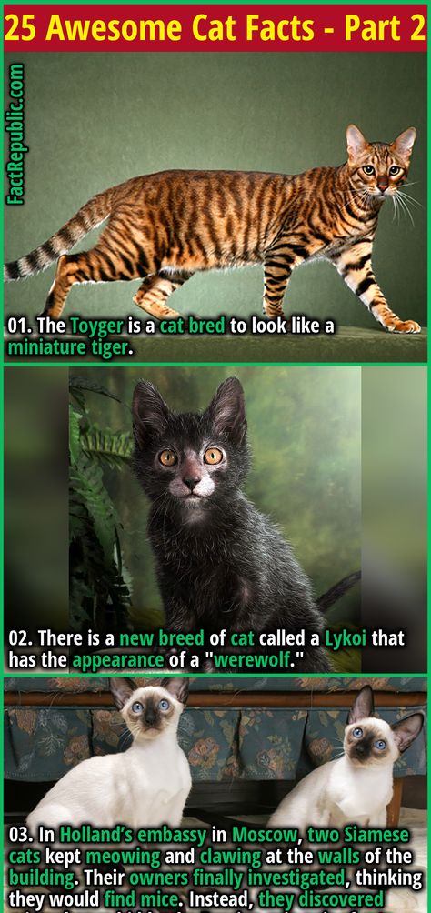 1. The Toyger is a cat bred to look like a miniature tiger. Cat That Looks Like A Tiger, Cats In Food, Crazy Animal Facts, Cat Facts Funny, Toyger Kitten, Weird Cats, Adopting A Kitten, Science Cat, Toyger Cat