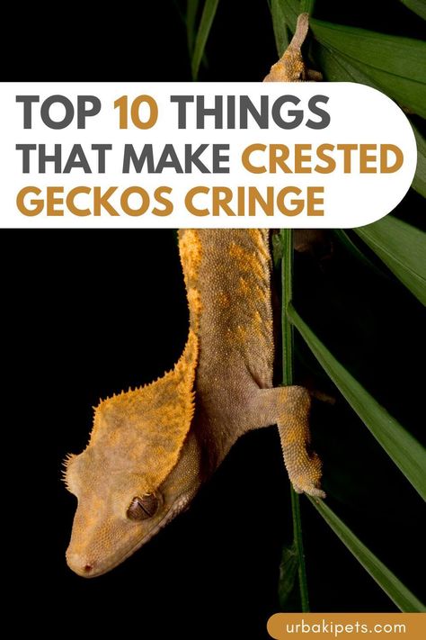 If you're a proud Crested Gecko owner, you won't want to miss this revealing video! Our expert creator spills the beans on 10 things that Crested Geckos absolutely detest. From dietary dislikes to environmental peeves, you'll discover everything you need to know to keep your gecko happy and healthy. Don't let your precious pet suffer needlessly - click now to watch! Crested Gecko Types, Vivarium Crested Gecko, Crested Gecko Habitat Terrariums, Crested Gecko Enrichment, Crested Gecko Plants, Diy Crested Gecko Decor, Bioactive Crested Gecko Enclosure, Crested Gecko Habitat Ideas, Crested Gecko Breeding