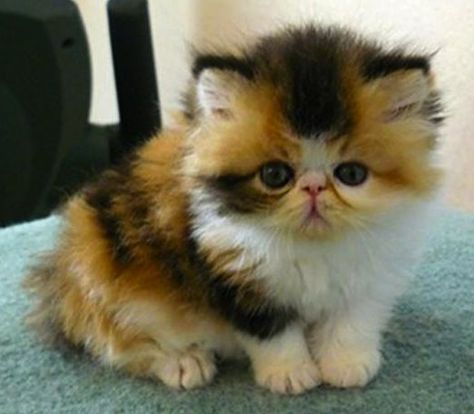 persian kitty Gato Calico, Persian Kitten, Exotic Shorthair Cat, British Shorthair Kittens, Munchkin Cat, Persian Kittens, Exotic Shorthair, Exotic Cats, Puppies And Kitties