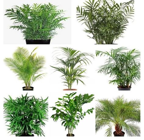 Palms are excellent indoor plants which add an exotic feel in any space. They come in a range of leaf types, sizes and growth habits. Pygmy Date Palm, Leaf Types, Parlour Palm, Indoor Palm, Lady Palm, Canary Island Date Palm, Indoor Palm Trees, Fishtail Palm, Indoor Palms