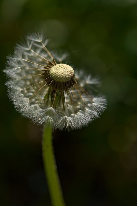 Dandelion Images, Yellow Flower Pictures, Dandelion Pictures, Dandelion Puffs, Sony A7riii, Dandelion Yellow, Taraxacum Officinale, Jellyfish Art, Dandelion Seed