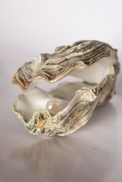 Oyster With Pearl, Art Coquillage, Oyster Pearl, Oyster Shells, Oyster Shell, Pearl Shell, Tahiti, White Pearl, Pearl Jewelry