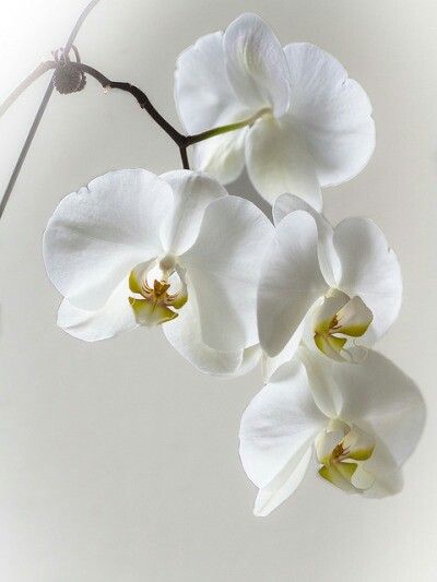 Billy Orchid Care, Beautiful Orchids, White Orchids, Arte Floral, Orchid Flower, Ranunculus, Flower Beauty, Beautiful Blooms, Love Flowers