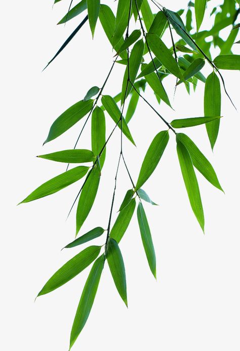 Bamboo Leaf Illustration, Bamboo Clipart, Green Art Painting, Thank You Wallpaper, Palm Leaf Plant, Asian Plants, Bamboo Landscape, Wedding Photography Album Design, Leaves Photo