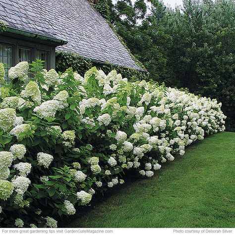 Hydrangea Tree, Hydrangea Landscaping, Hydrangea Shrub, Panicle Hydrangea, Limelight Hydrangea, White Gardens, Garden Cottage, Front Garden, Vertical Garden