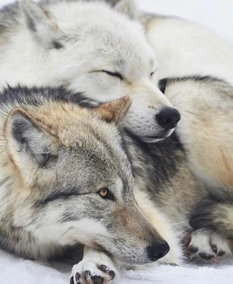 Image may contain: text Wolf Mates, Animal Friendships, Beautiful Wolf, Wolf Husky, Photo Animaliere, Psy I Szczenięta, Wolf Quotes, Wolf Photos, Wolf Spirit Animal