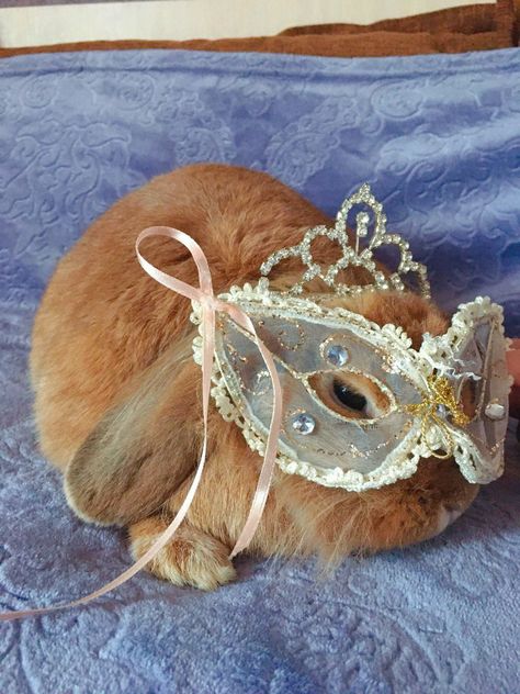 Bunny Accessories Pet, Tiny Baby Animals, Bunny Accessories, Happy Animals, Buns, Baby Animals, Cute Animals, Pasta, Pet