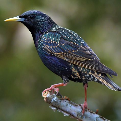 European Starling Tattoo, European Starling Bird, Starling Painting, Starlings Bird, Starling Birds, Starling Bird, European Starling, Common Starling, Bird Identification