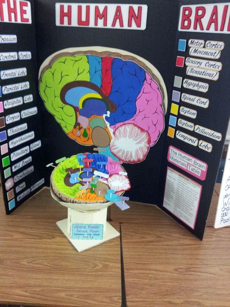 brain model project ideas - Bing Images Brain Model Project, Psychology Project Ideas, Nervous System Projects, Psychology Project, Body Systems Project, Ap Psych, Brain Models, School Science Projects, Ap Psychology