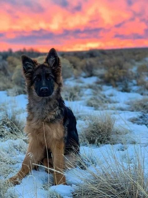 Red German Shepherd, German Shepherd Photography, Wolf Poses, Dog Foto, German Sheperd Dogs, Shepherd Dog Breeds, German Shep, Very Cute Dogs, Horses And Dogs