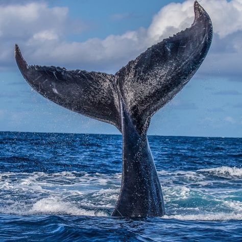 Paul Nicklen on Instagram: “When humpback whales smash their tails aggressively on the surface of the ocean in a sideways motion, that is called a tail breach and it…” Whale Photos, Valentines Bricolage, Largest Whale, Tattoo Nature, Beach Love, Whale Art, Beautiful Sea Creatures, Underwater Life, Whale Tail