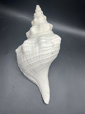 (eBay) Florida Horse Conch Shell (Pleuroploca gigantea), about 16-1/2" large seashell Horse Conch Shell, Bouffant Dress, Shell Collection, Conch Shell, Clay Pottery, Estate Sales, Conch, Lps, Open Air