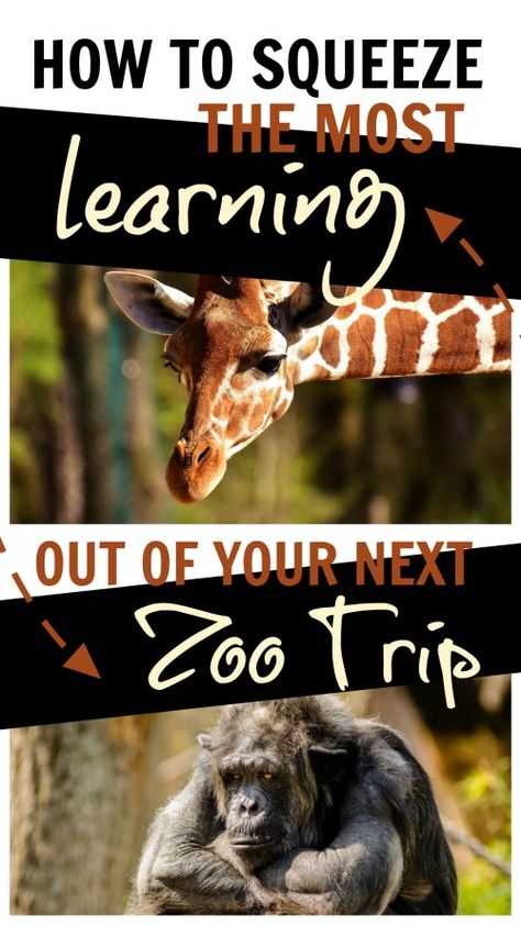 The Unlikely Homeschool: How to Squeeze the Most Learning Out of Your Next Zoo Trip #homeschool #homeschooling #homeschoolbravely #zoo #fieldtrip Zoo Homeschool Activities, Zoo Unit Study, Zoo Animal Unit Study, Zoo Homeschool Lesson Plans, Zoo Field Trip Activities, Homeschool Zoo Trip Activities, Zoo Homeschool Trip, Homeschool Zoo Trip Free Printable, A Visit To The Zoo Essay