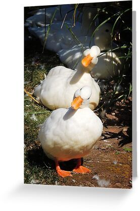 4" x 6" cards for every occasion. Digitally printed on heavyweight stock. Uncoated blank interior provides a superior writing surface. Comes with a kraft envelope. Additional sizes are available. two white ducks tilting their heads in the same direction. Picture taken in a Somerset village, UK. Nikon D5200; lens: AF-S Nikkor 178-55mm Winner of 'Seeing Double Challenge' of the Nr.1 Favourite Group (Nikon Coolpix P510) Swimming Pictures, Duck Photo, Pet Ducks, Amazing Animal Pictures, Nikon D5200, Cute Small Animals, Nikon Coolpix, Dog Images, White Ducks