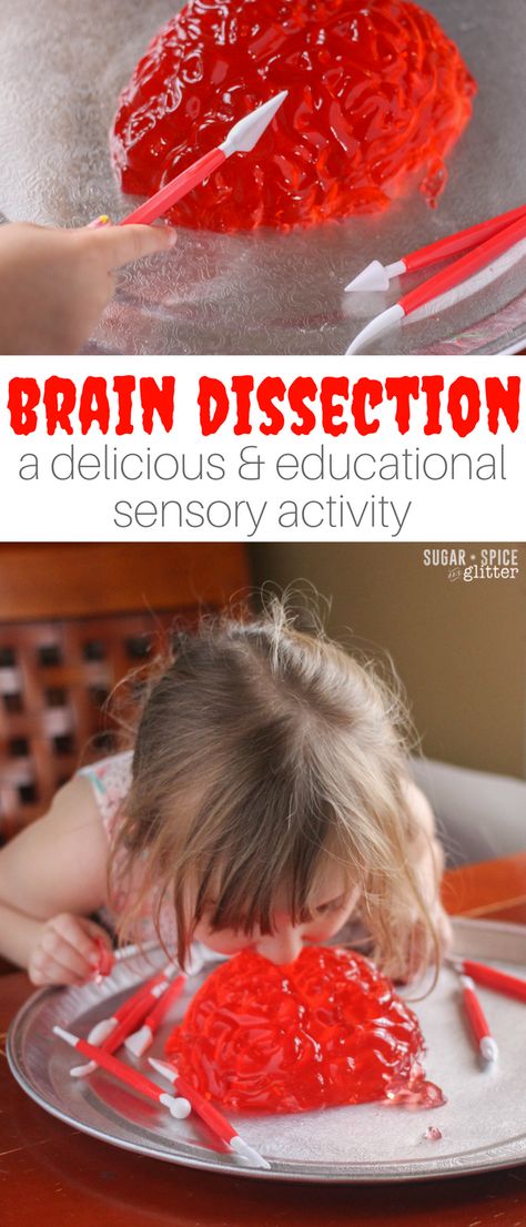 A fun Jell-O sensory play activity, this brain dissection invitation is a great way to teach kids about the human brain and work on fine motor skills, while having some messy sensory fun Brain Dissection, Jello Brain, Kindergarten Sensory, Sensory Play Recipes, Body Preschool, Preschool Sensory, Brain Craft, Human Body Activities, Brain Surgeon