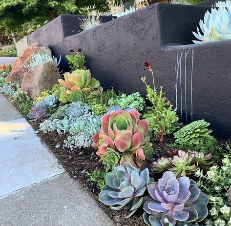 Flower Bed Succulents, Succulents Around Pool, Rock And Succulent Landscaping, Mailbox Landscaping Succulents, Succulent Border Garden, Succulents Front Yard Landscaping, Succulent Yard Landscaping, Succulent Flower Bed Front Yards, Large Succulents Garden Outdoor