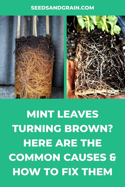 Spearmint Plant Care, Mint Plant Care, Plant Leaves Turning Brown, Leaves Meaning, Mint Plant, Plant Bugs, Go Browns, Plants Leaves, Mint Plants