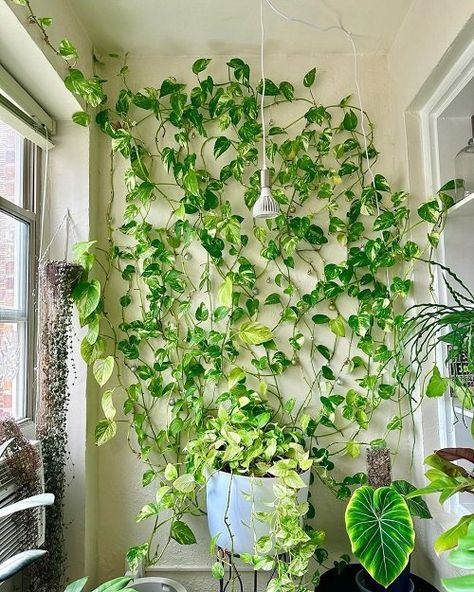 21 Best Indoor Vines for Room Decor from Instagram | Balcony Garden Web Climbing Pothos, Pothos Wall, Vines For Room, Indoor Vines, Money Plants, Small House Garden, Indoor Plant Wall, Plant Tips, Herb Garden Design