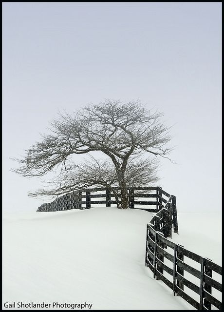 snow! Wind on a snowy day in the Caledon Hills. This photo was taken on January 15, 2011 in Star, Orangeville, ON, CA, using a Nikon D300.: Snowfall, Seasons Winter, Snow Scene, Winter Wonderland, Snow Falls, Star, Nikon D300, Photo, Snowy Day Winters Tafereel, Era Victoria, Trees Photography, Snow Trees, Tree Stands, Lone Tree, Foto Tips, Winter Magic, Winter Scenery