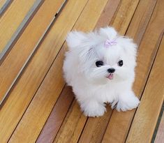 Taza de té blanca linda maltesa #maltese Teacup Maltese Puppies, Cute White Puppies, White Tea Cup, Maltese Puppies For Sale, Pomeranian Dogs, Teacup Maltese, Maltese Puppies, White Puppies, Maltese Puppy