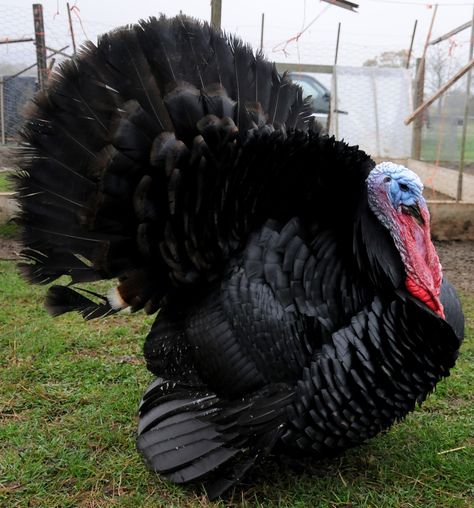 Kinda makes me not want to eat the turkey that will be on the platter on Thanksgiving. Turkey Breeds, Aesthetic Bird, Raising Turkeys, Black Turkey, Turkey Farm, Tattoo Wallpaper, Turkey Bird, Beautiful Chickens, Wild Turkey