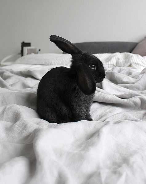 Black Bunny, Black Rabbit, Pet Bunny, Black Animals, Doberman, Cute Bunny, Beautiful Creatures, Animal Photography