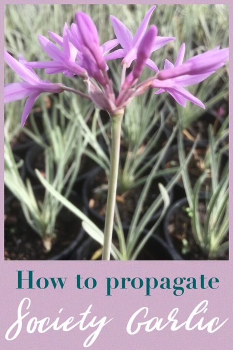 Propagate society garlic Wild Garlic Plant, Tulbaghia Violacea, Society Garlic, Making Plant Pots, Growing Garlic, Plant Propagation, Front Landscaping, Pink Plant, Garden Yard Ideas