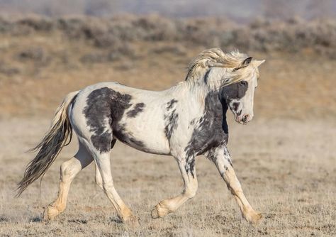 Wild Horse Pictures, Wild Horses Mustangs, Horse Photography Poses, Wild Horses Photography, Horse Markings, Indian Horses, Stallion Horses, Pinto Horse, Mustang Horse