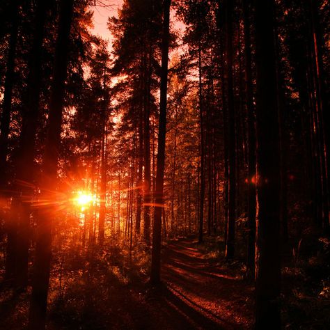 (print image) Forest Sunset, What A Beautiful World, Red Sunset, Fantasy Forest, Landscape Photography Nature, Sunset Nature, Forest Wallpaper, Sunset Wallpaper, We Are The World